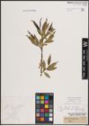 Foto von Salix fragilis L.